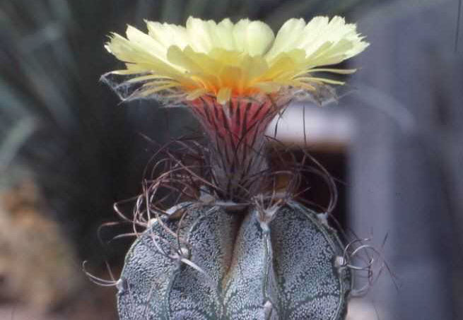 Astrophytum capricorne v. minus