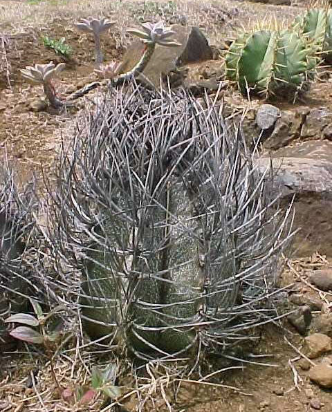 Astrophytum capricorne