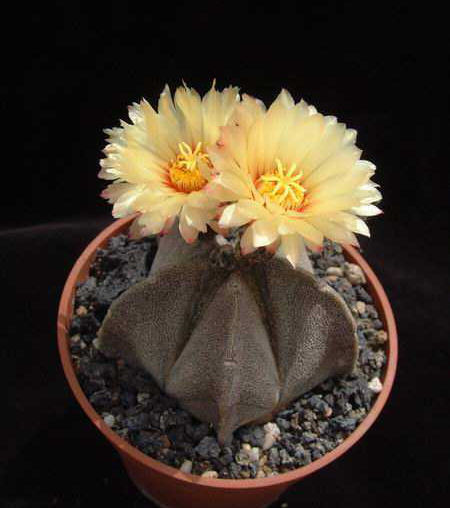 Astrophytum coahuilense Dscf1834