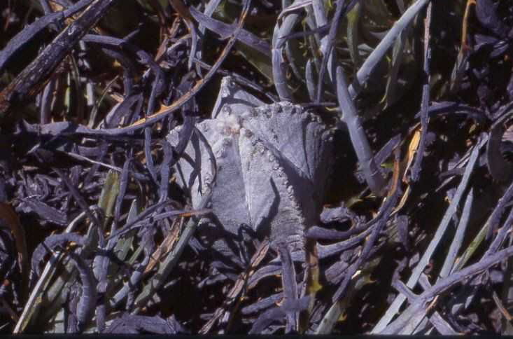 Astrophytum myriostigma v. columnare (El Huizache,SLP)