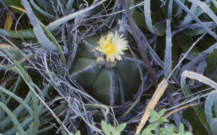 Astrophytum myriostigma v. nudum