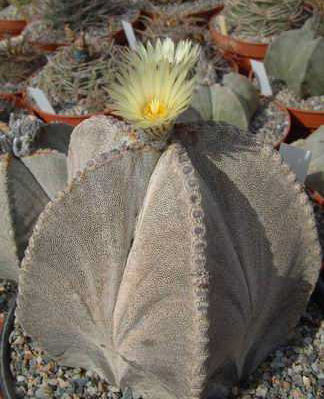 Astrophytum myriostigma v. potosinum Dscf2835