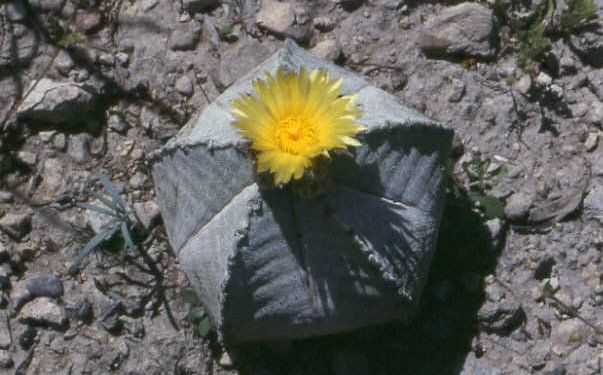 Astrophytum myriostigma v. potosinum (Presa de Guadalupe, SLP)