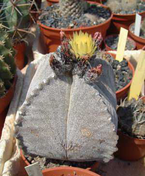 Astrophytum myriostigma v. quadricostatum Dscf0921