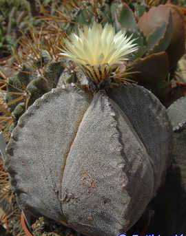 Astrophytum myriostigma v. quadricostatum DSCF1479