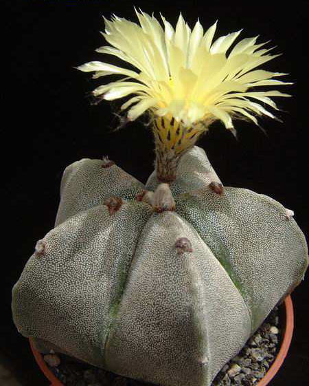 Astrophytum myriostigma v. strongylogonum Dscf2302