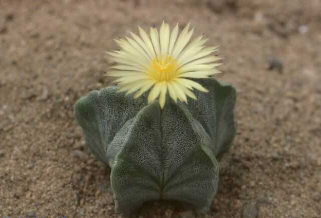 Astrophytum myriostigma v. tulense