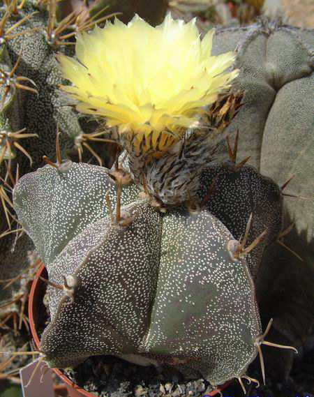 Astrophytum myriostigma X ornatum DSCF1476