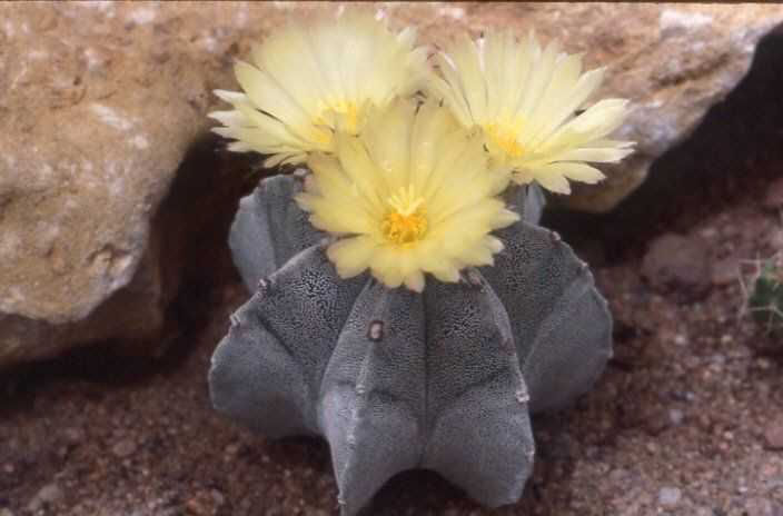 Astrophytum myriostigma