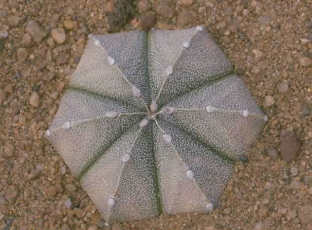 Astrophytum myriostigmaXasterias