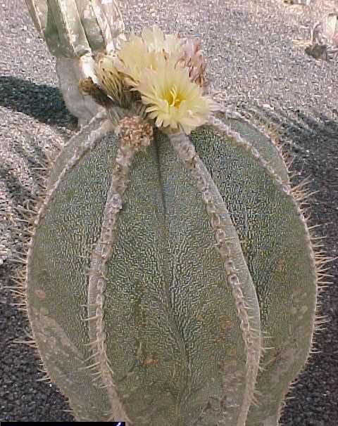 Astrophytum myriostigmaXornatum