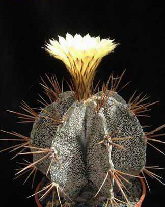 Astrophytum ornatum Dscf1883