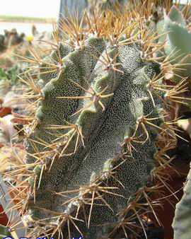 Astrophytum ornatum f. spiralis DSCF1478