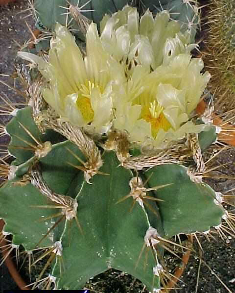 Astrophytum ornatum v. glabrescens