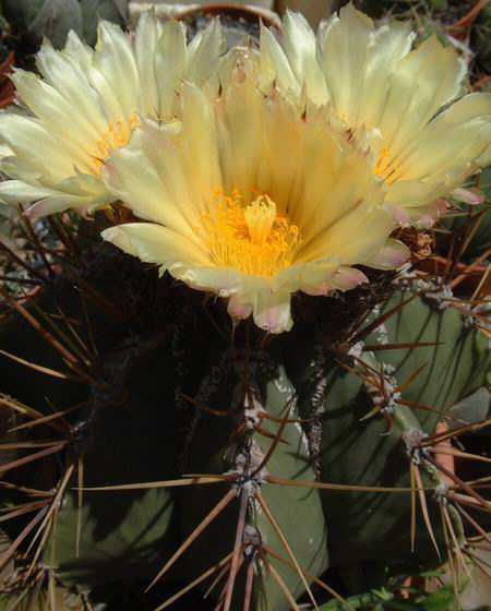 Astrophytum ornatum v. mirbellii Dscf0690