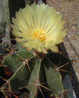 Astrophytum ornatum v. mirbellii DSCF1585