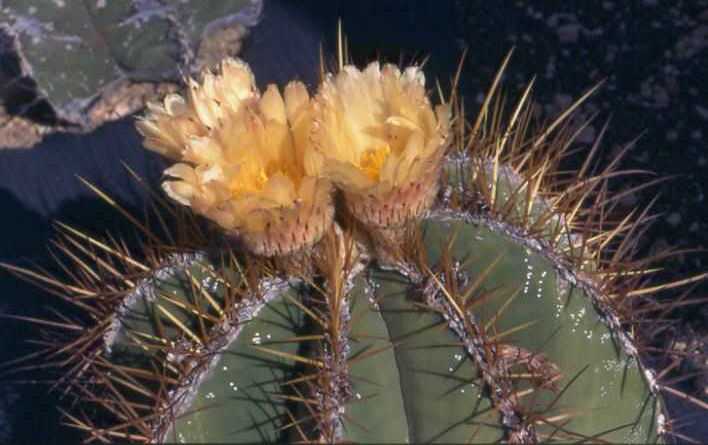 Astrophytum ornatum v. mirbellii