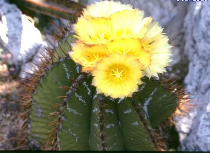 Astrophytum ornatum