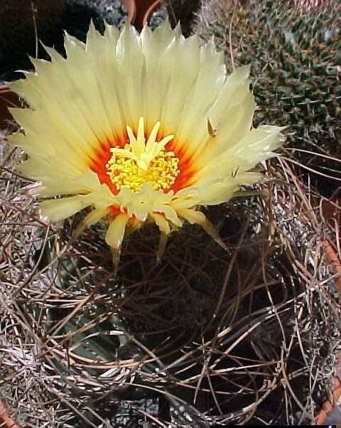 Astrophytum senile (1)