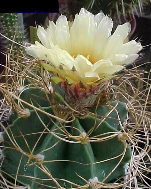 Astrophytum senile v. aureum (1)