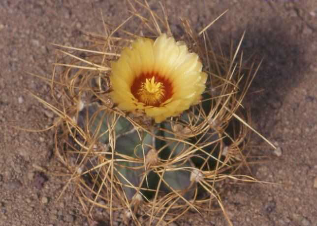 Astrophytum senile v. aureum