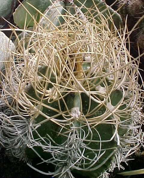 Astrophytum senile v. crassispinum