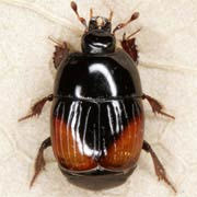 Atholus bimaculatus