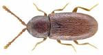 Atomaria linearis