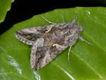 Autographa gamma