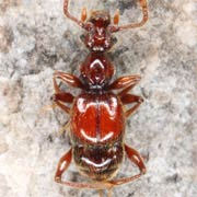 Batrisodes oculatus