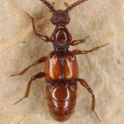 Batrisus formicarius