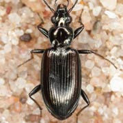 Bembidion ascendens