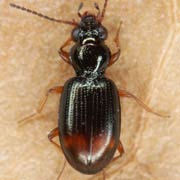 Bembidion aspericolle