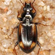 Bembidion bruxellense