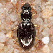 Bembidion decoratum