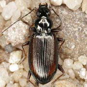 Bembidion fasciolatum