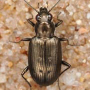 Bembidion foraminosum