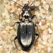 Bembidion geniculatum