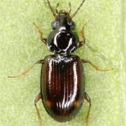 Bembidion guttula