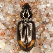 Bembidion lunatum