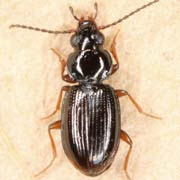 Bembidion mannerheimii