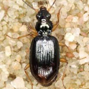 Bembidion monticola