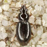 Bembidion obtusum