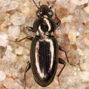 Bembidion pygmaeum