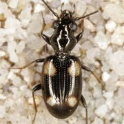 Bembidion quadripustulatum