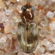 Bembidion ruficolle