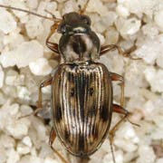 Bembidion semipunctatum