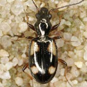 Bembidion tetragrammum