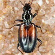 Bembidion varicolor