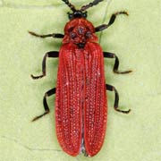 Benibotarus taygetanus